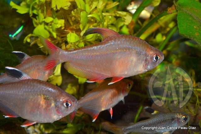 Peces [Atlas] DSC_5967-001-copia_zps1cb0136c