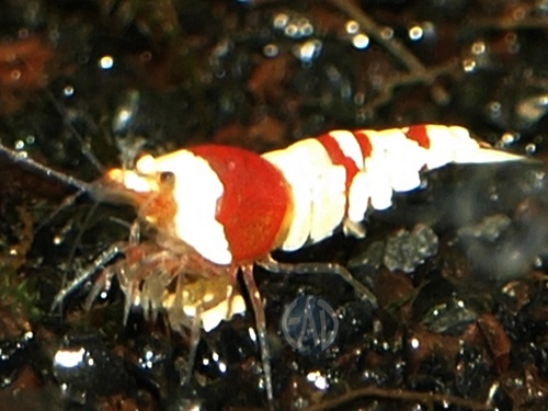 Caridina Cantonensis  Cristal Black / Red P5223477_zpsdfeebe32