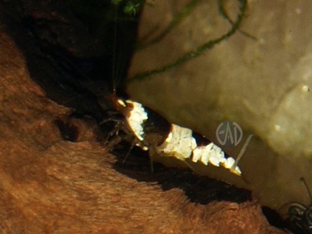 Caridina Cantonensis  Cristal Black / Red P5223505_zpsc4e5e2e3