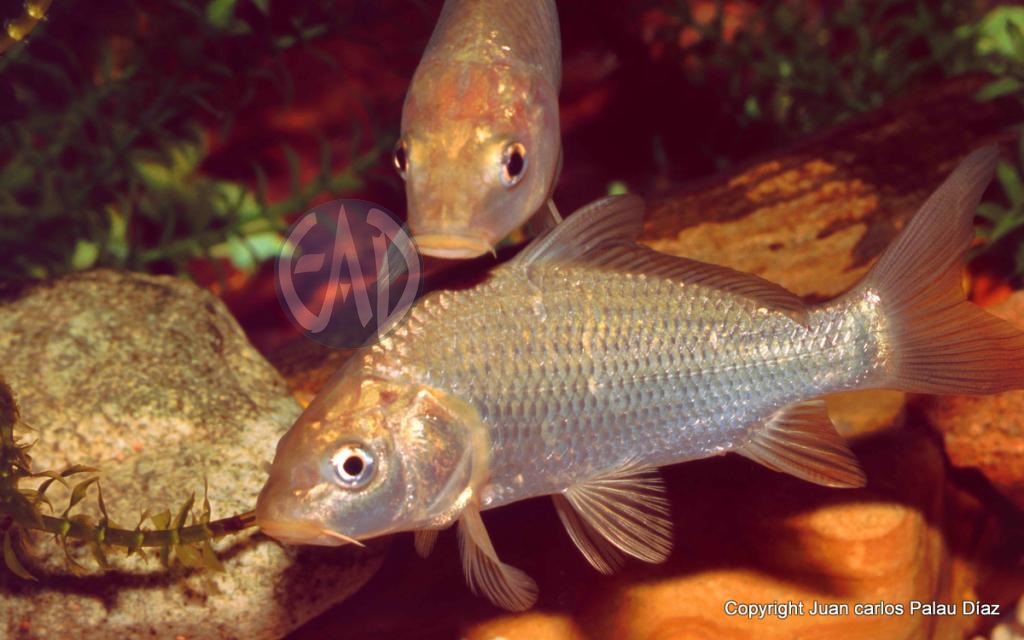 Carpas Koi (Cyprinus carpio) VVcarpascomunes001_editado-1_zps75485a44