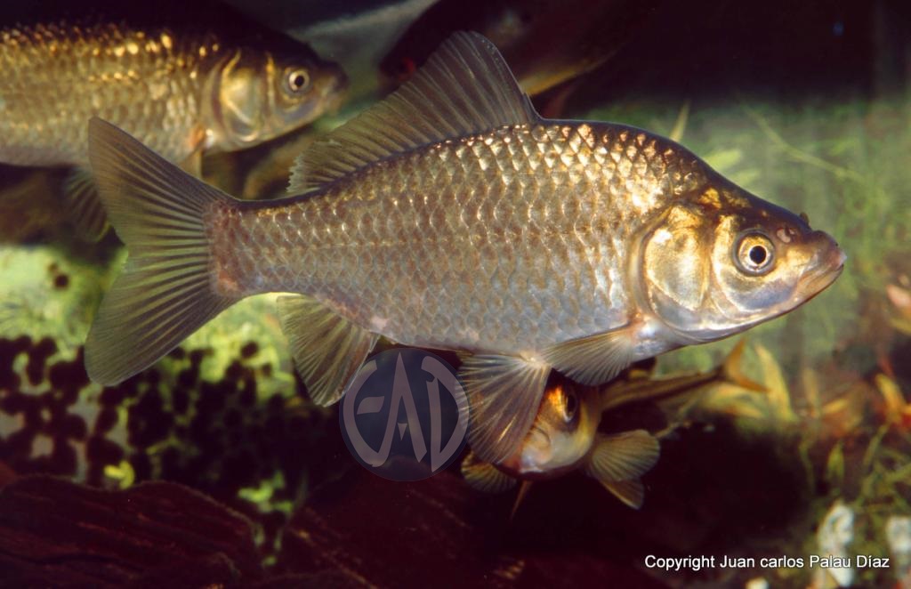 Carpas Koi (Cyprinus carpio) ZZcarpinxeraco001_editado-1_zps0eebbe69