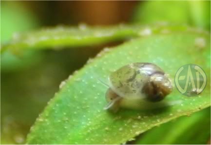 Physa acutta  Caracol02_zps64ec750c