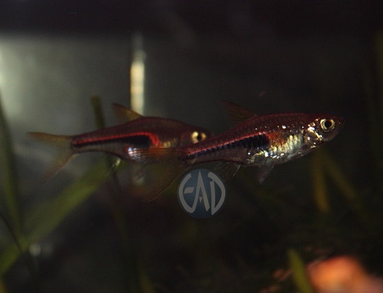 Trigonostigma Hengeli, Rasbora de Hengel o Glowlight rasbora Img_0011_zpsf4468ed3