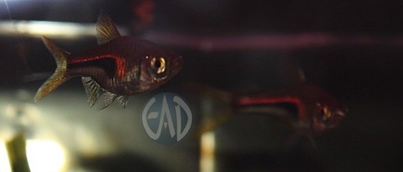 Trigonostigma Hengeli, Rasbora de Hengel o Glowlight rasbora Img_0113_zps43c988d5