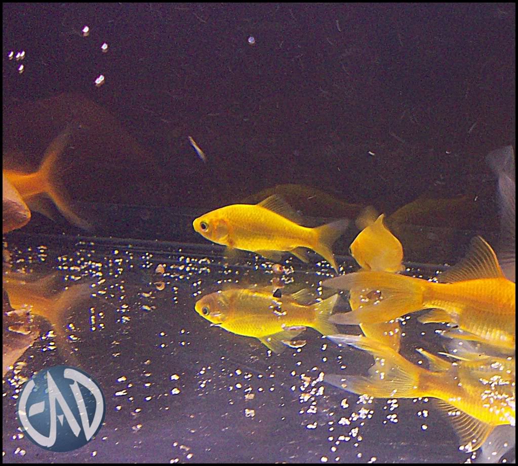 Carassius auratus Var. Común, Cometa Amarillo y Cometa sarassa  Na_zps742a8f79