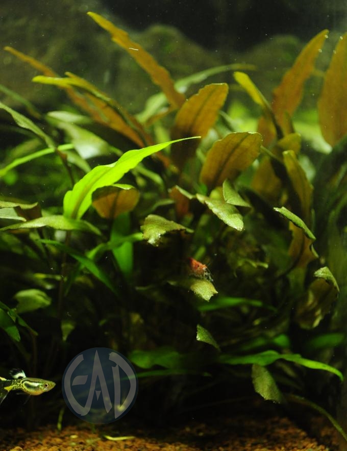 Cryptocoryne Wendtii Plantasacuario089_zpsf69818eb