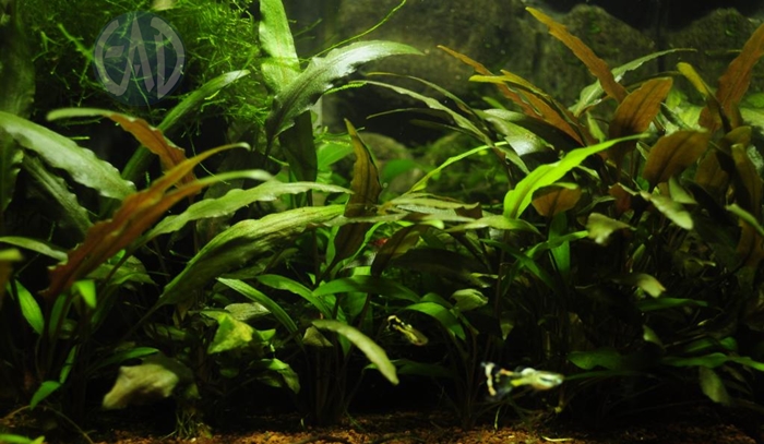 Cryptocoryne Wendtii Plantasacuario091_zpsa146b81d