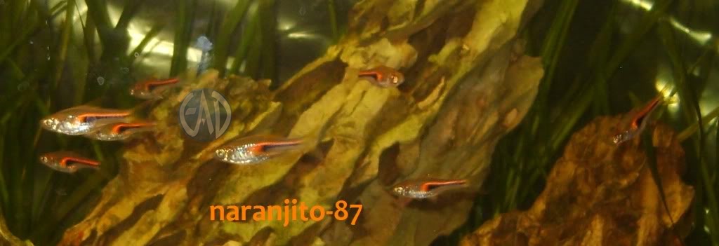 Trigonostigma Hengeli, Rasbora de Hengel o Glowlight rasbora Trigo2_zpsc516e7c7