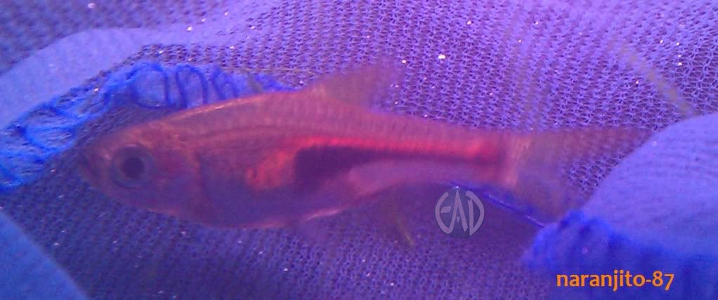 Trigonostigma Hengeli, Rasbora de Hengel o Glowlight rasbora Trigo5_zps1b70d7ad