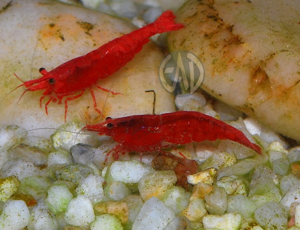 Neocaridina Heteropoda Red , “Red Cherry Shrimp (RCS), gamba cereza”.  Viewimage_zpsf51ad6a0