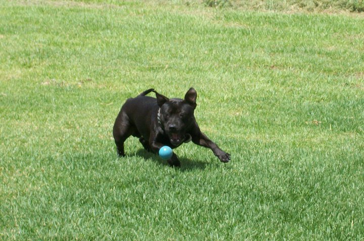 Staffies running shots - Page 2 Kai4_zps47c48f42