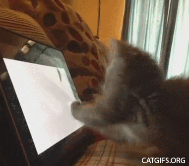 The New Catchat Thread - Page 37 160_display_cat_gifs_zps881fdeda
