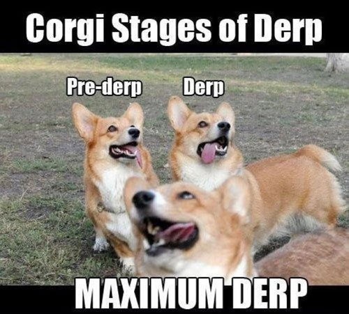 the all Dog thread! [2] Corgi-Derp-Stages_zpse9430e94