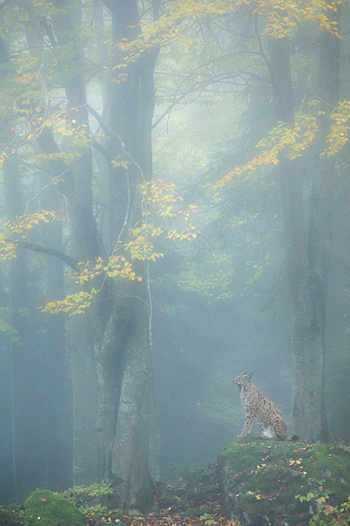 Pics of places that look like places from the films, or are just nice. [3] - Page 12 Bavarian%20lynx%201hr%20b4%20sunrise%20in%20the%20blue%20hour_zpsicwwqmpy