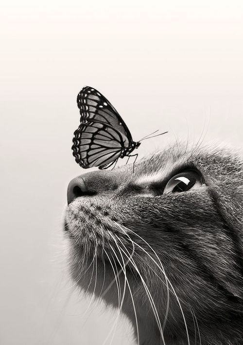 The New Catchat Thread [2] - Page 22 Butterfly%20cat_zpsjfnpfb6w