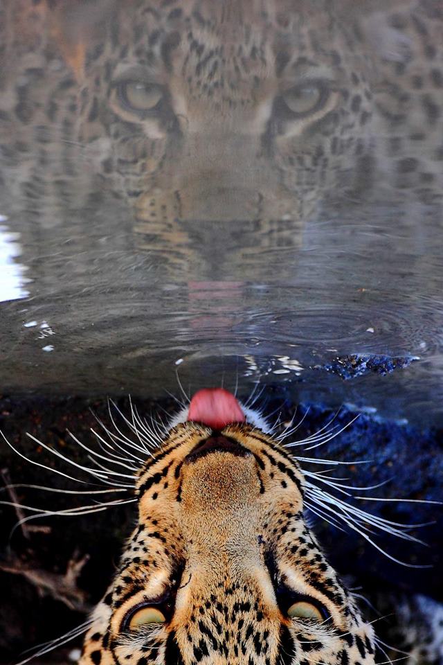 The New Catchat Thread - Page 38 Leopardpool_zpsc1095c4a