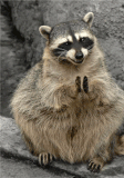 Tom Shippey lecture Th_clapping_raccoon_A13_zps41d31ea4