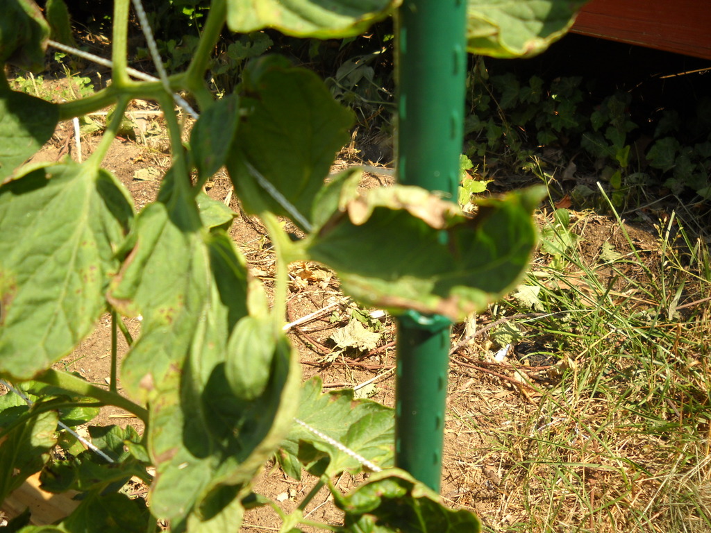  tomato and cucumber leaves are turning yellow/brown. DSCN0246_zps5nbu2run