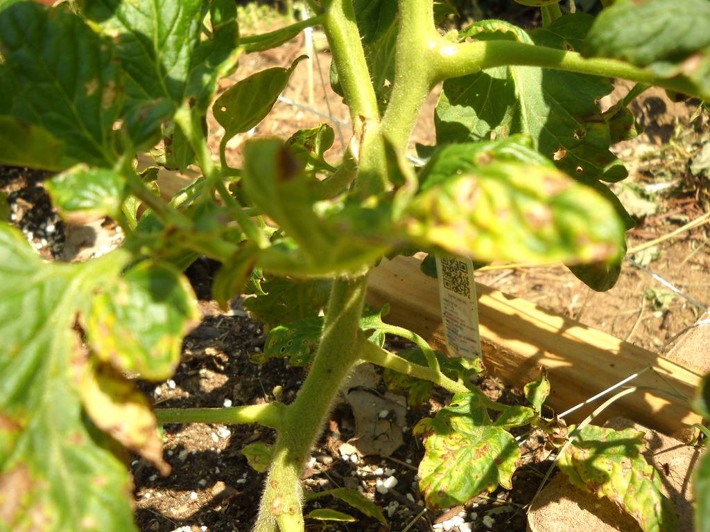  tomato and cucumber leaves are turning yellow/brown. DSCN0247_zpsansdfhsp