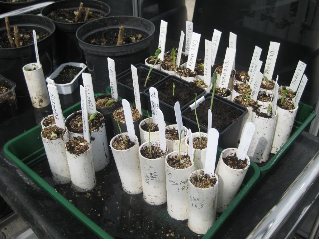 Monthly Avatar Theme April 2013: Seedlings! - Page 2 Compostampglasshouse006_zps882a8691