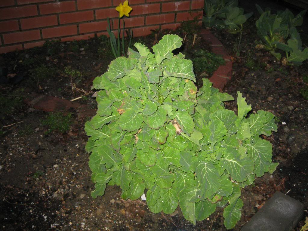 Daubenton's Kale, or 'Chou d'Aubenton': Perennial cabbage Lambsandkale006_zps319c7afb