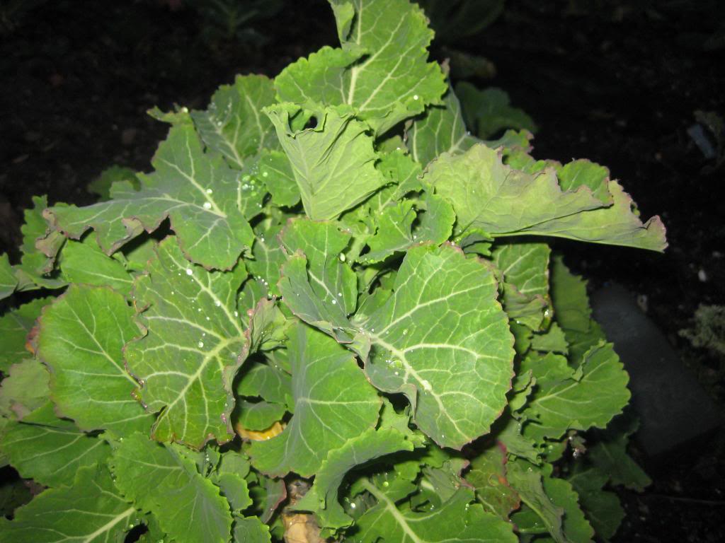 Daubenton's Kale, or 'Chou d'Aubenton': Perennial cabbage Lambsandkale007_zpsb6f0a603