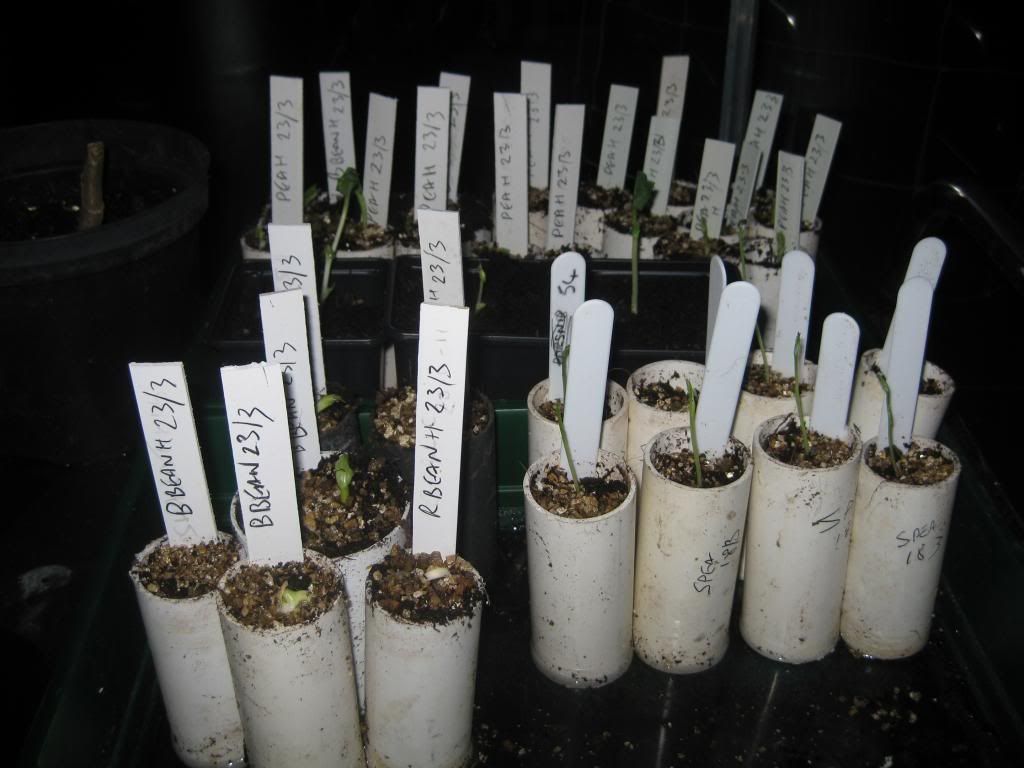 Planting in Tubes Seedlings006_zps15603b83