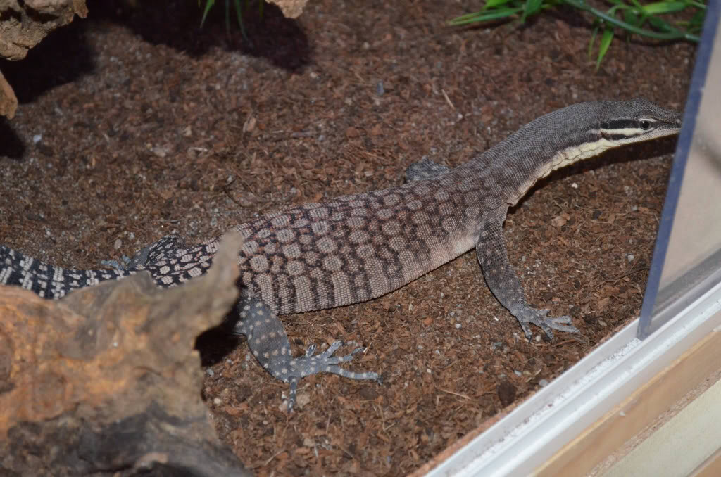 Varanus Glauerti 2d216ec6a9fe3ea238c3a9672252f403_zps17537972