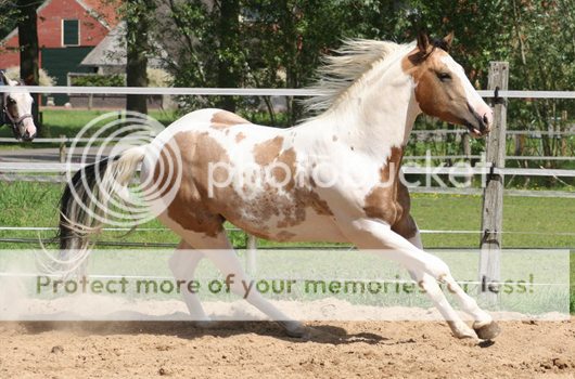 PAINT HORSE • Spotted White (é) Painthorse2b_zps87df22de
