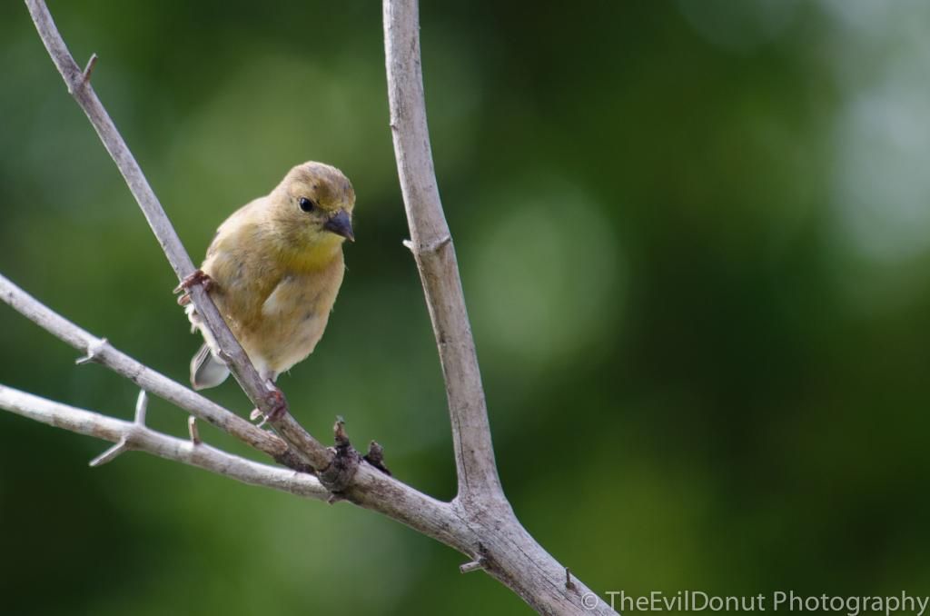 Chardonnerets jaunes ou parulines? BackyardBirds-1_zps2b92107f