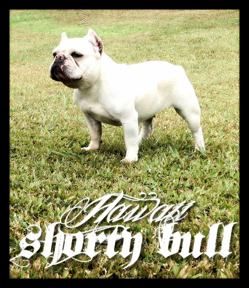 OAHU Hawaii Shorty Bull breeding Lani112_zpsb5c1d833