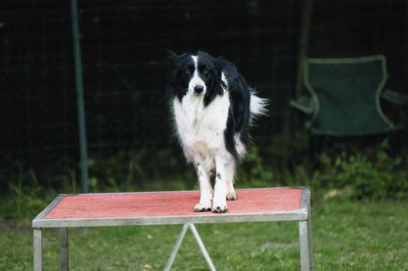 Agility de Lady Img028