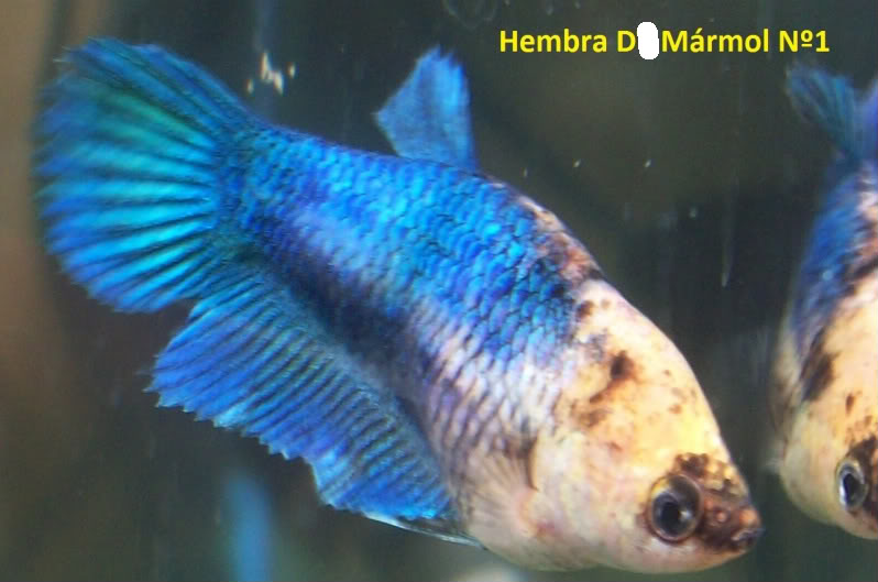 Batería de Bettas HembraMarmolN1-2