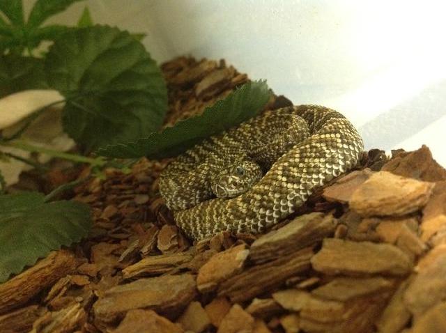 My Crotalus sp. Ura231_zps48283922