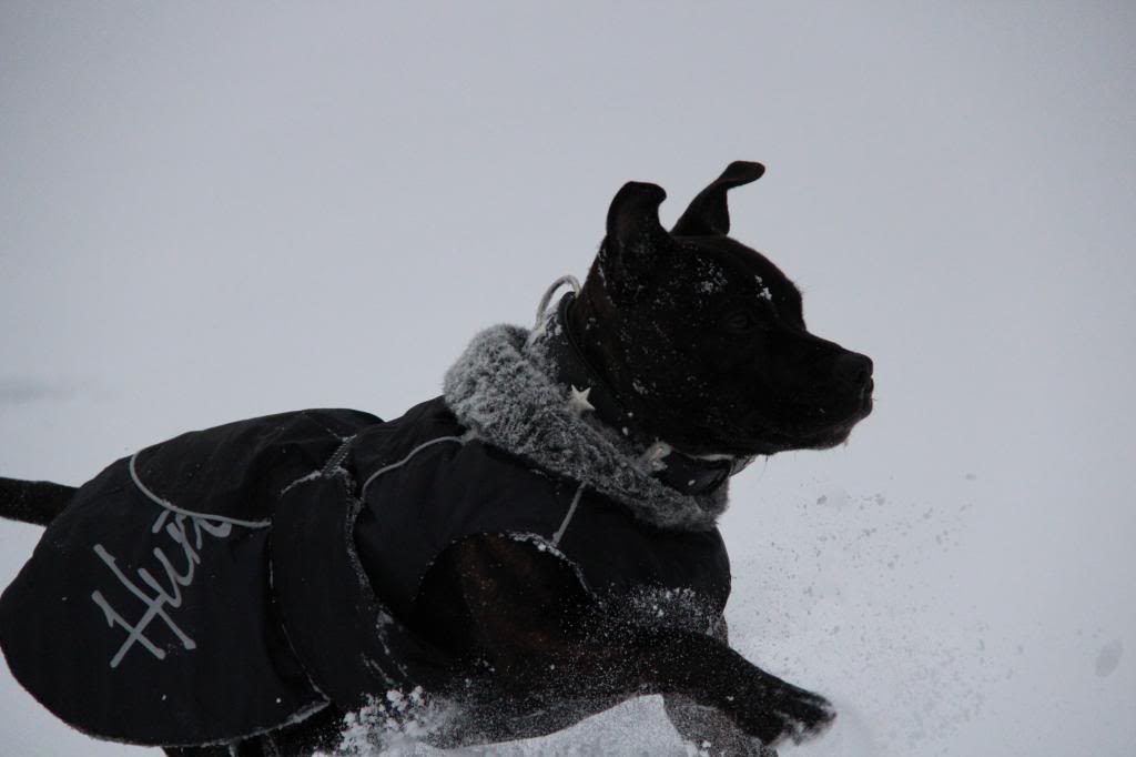 staffie in clothes  - Page 3 IMG_9625_zpsbbe83026