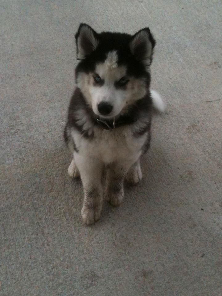 She's obsessed with the sprinklers! DirtyBear_zpsf29dc430