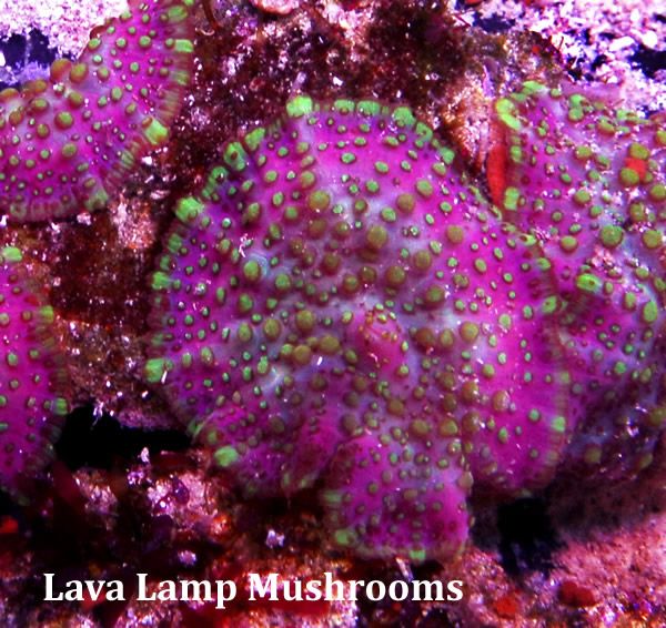 Frag swap pre-sales! Lavalamp_22698_zpsa42823e7