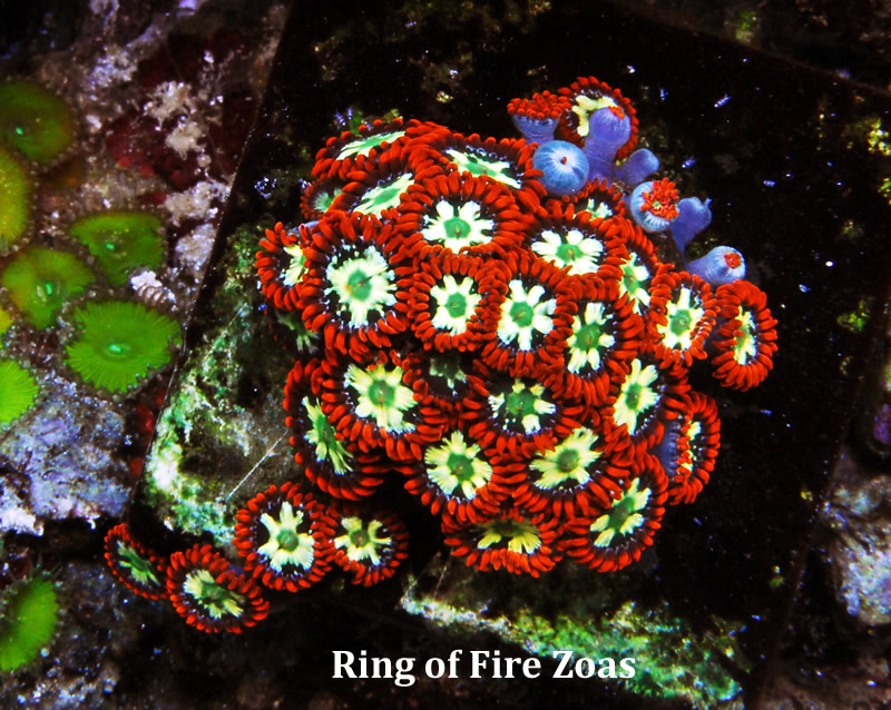 Frag swap pre-sales! Ringoffirezoas_25485_zps8e5302c7