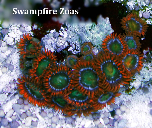 Frag swap pre-sales! Swampfire_19067_zps4e628ef1