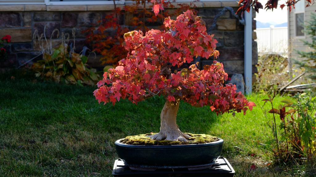 Show the Autumncolour from your bonsai - Page 5 Fuji101061_zps77415c19