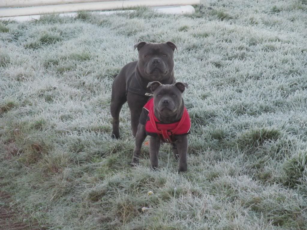 Our beau And Pheobe on yesterdays cold and frosty morn.... IMG_1067_zps7af5a1bd