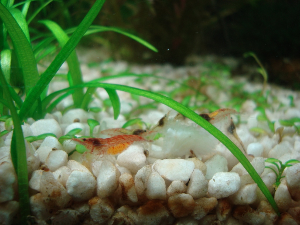 neocaridina heteropoda  ,gamba cherry ,camaron cereza DSC08484