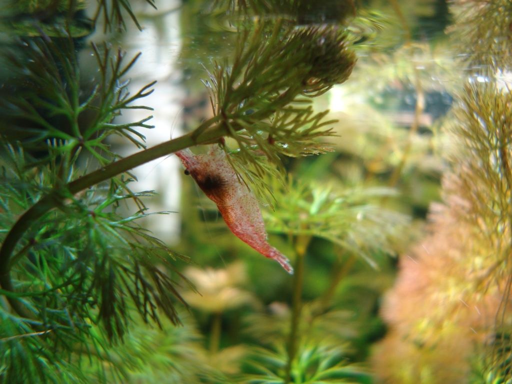 neocaridina heteropoda  ,gamba cherry ,camaron cereza DSC08523