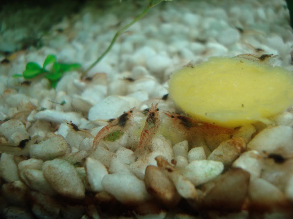 neocaridina heteropoda  ,gamba cherry ,camaron cereza DSC08529