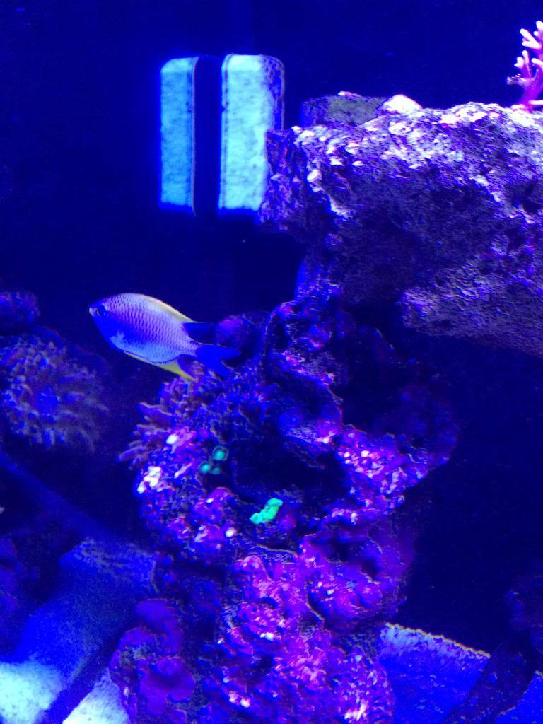 Frags and rainbow nems for sale!!  Couple cheap fish. F37A8AD5-ED1D-4EBB-8B9B-8AA6EA834A10_zpsovgaqkpl