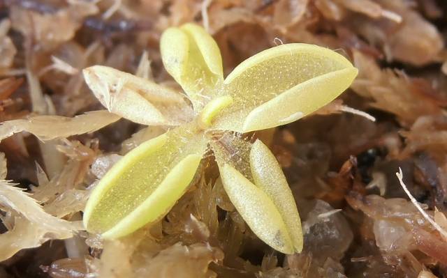 Algumas P. lusitanica de minha coleção P7300022640x399_zps74484e39