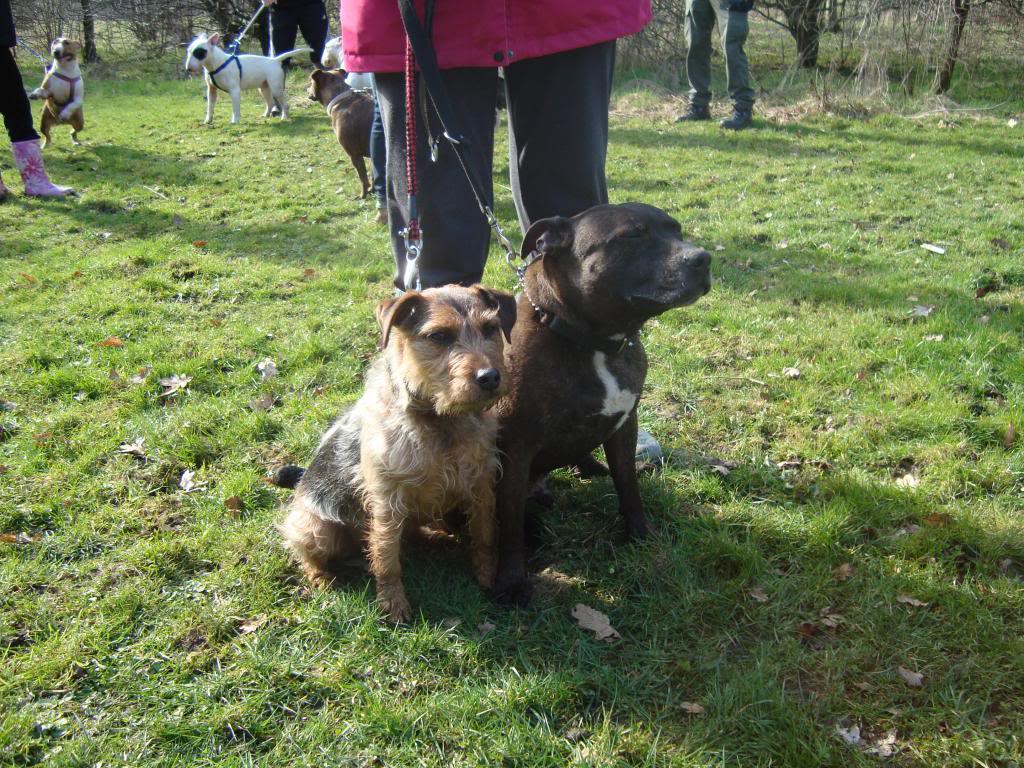 Bullie walks U.K. north east. DSC02819_zps826b827a