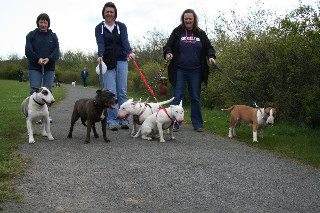 Bullie walks U.K. north east. IMG_6141_zpsdbb488d9