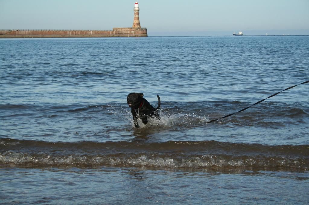 A trip to the beach. IMG_7230_zpsa5929bc0