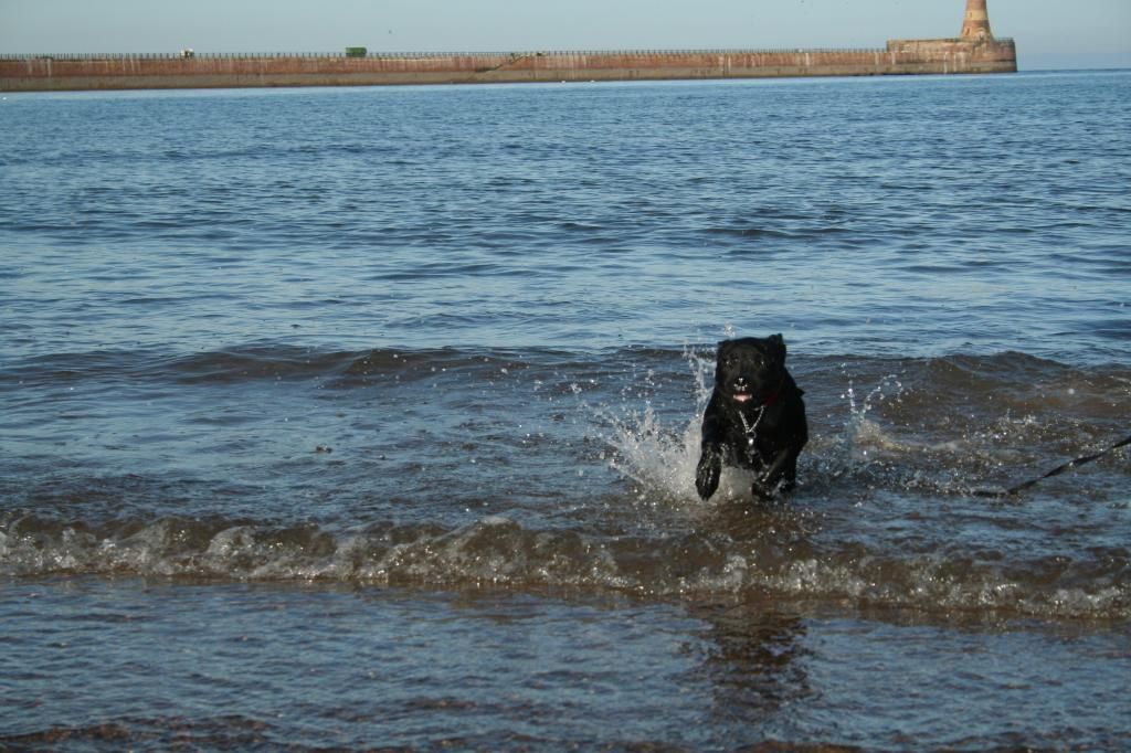 A trip to the beach. IMG_7232_zps2021116b